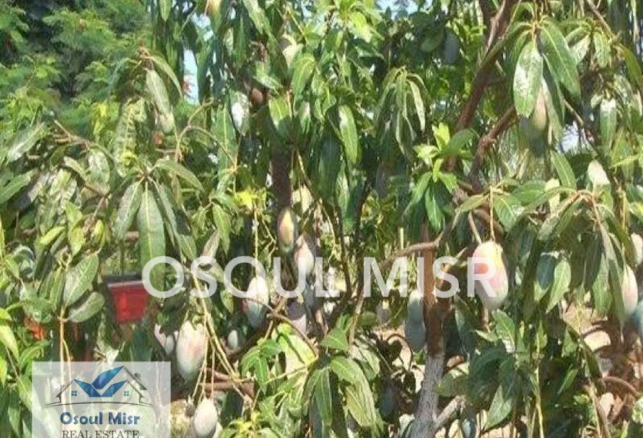 Sale in Al Dabaa Corridor: Agricultural land for sale, 60 acres, registered n