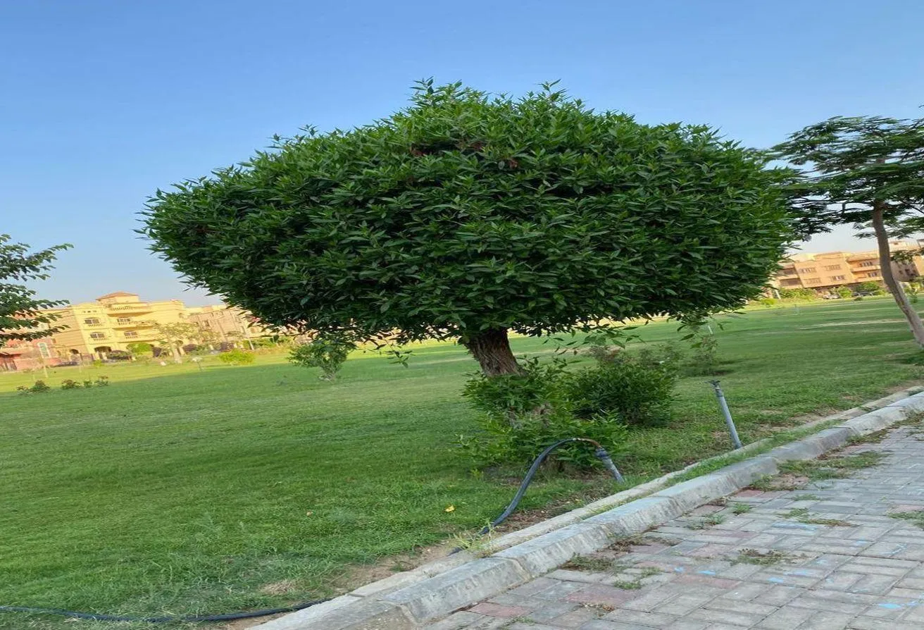 Sale in El Yasmeen: شقه للبيع بفيلات الياسمين التجمع الاول